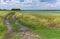 Dirty road between flowering coriander fields at  summer day