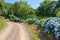 Dirty road with forest and hydrangea around