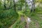 Dirty road with puddles in the forest. Impassable road in Russia