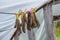 Dirty rubber garden gloves hanging on line with clothespins in plastic polythene greenhouse