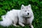 Dirty samoyed dog with guilty expression laying on green lawn