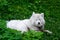 Dirty samoyed dog laying on green lawn