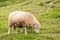 Dirty Sheep Grazing on a Grassy Hillside