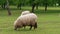 Dirty sheep grazing on green pasture at day, agriculture