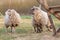 Dirty sheep in the paddock