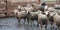 Dirty sheep after the rain at a russian farm.