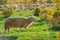 Dirty sheep walking in the meadow in beautiful sunset light at herd background