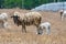 Dirty sheeps in the drought meadow