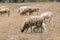 Dirty sheeps in the drought meadow