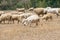 Dirty sheeps in the drought meadow