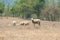 Dirty sheeps in the drought meadow