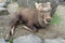 Dirty sick deer sleeping on ground at Nara park, Japan