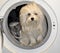 Dirty small maltese dog in the washing machine