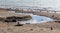 Dirty smelly sewage flows into sea on the sand of an open city beach. Ecological problem of environmental pollution by dumping of