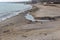 Dirty smelly sewage flows into sea on the sand of an open city beach. Ecological problem of environmental pollution by dumping of