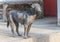 Dirty stray dog contracted leprosy standing