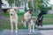 Dirty stray dogs standing on bumpy road and looking up to camera