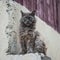 Dirty street cat sitting outdoors