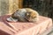 A dirty street cat sleeps on a table in a cafe on a pink tablecloth next to a plate and chopsticks.