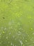 Dirty swamp water texture background, green waste water