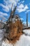 Dirty tree roots exposed from a fallen tree on a sunny and snowy winter day in the Crex Meadows Wildlife Area in Northern Wisconsi