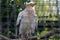 Dirty vulture in SchÃ¶nbrunn Zoo in Vienna, Austria, Europe