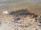 Dirty water black algae and wet sand and pebbles at beach