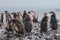 Dirty wet baby penguins in the mud under rain in Antarctica, funny bird animal