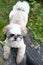 Dirty, wet pedigree dog Shih Tzu lying down and resting in a rustic courtyard, after active play in the grass with dew