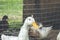 Dirty white ducks in a muddy yard surrounded by a metal net.