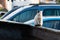 Dirty, white, feral street cat sitting upright on the metal edge of a garbage dumpster