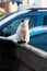 Dirty, white, feral street cat sitting upright on the metal edge of a garbage dumpster