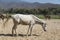 Dirty white horse in farm relaxing in sand Stable