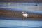 Dirty White Swan on Muddy empty pond