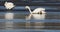 Dirty White Swan on Muddy empty pond