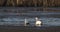 Dirty White Swan on Muddy empty pond