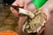 Dirty woman hands handle edible forest brown mushroom with a knife