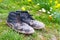 Dirty work boots. old worn out men`s boots with dried mud on the green grass.