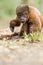 Disable Chorongo Or Woolly Monkey Cub