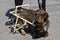 Disable dog in a wheelchair on the street