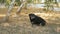 Disabled black dog at animal shelter