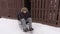 Disabled man on wheelchair trying to enter in the barn