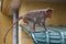 The disabled monkey in city of India