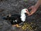 Disabled Muscovy Duck being Hand Fed Corn