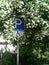 Disabled parking sign in flowering bird cherry bush