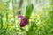 Disappearing view of wild orchid grandiflora Lady`s Slipper Cypripedium macranthos in a green forest grass on a sunny day.