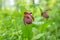 Disappearing view of wild orchid grandiflora Lady`s Slipper Cypripedium ventricosum on a green background