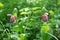 Disappearing view of wild orchid grandiflora Lady`s Slipper  Cypripedium ventricosum on a green background, in a natural