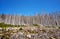 Disastrous dying trees in the woods. Through climate change, drought and bark beetles. Dynamics through motion blur