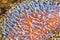 Disc coral, Lembeh, North Sulawesi, Indonesia